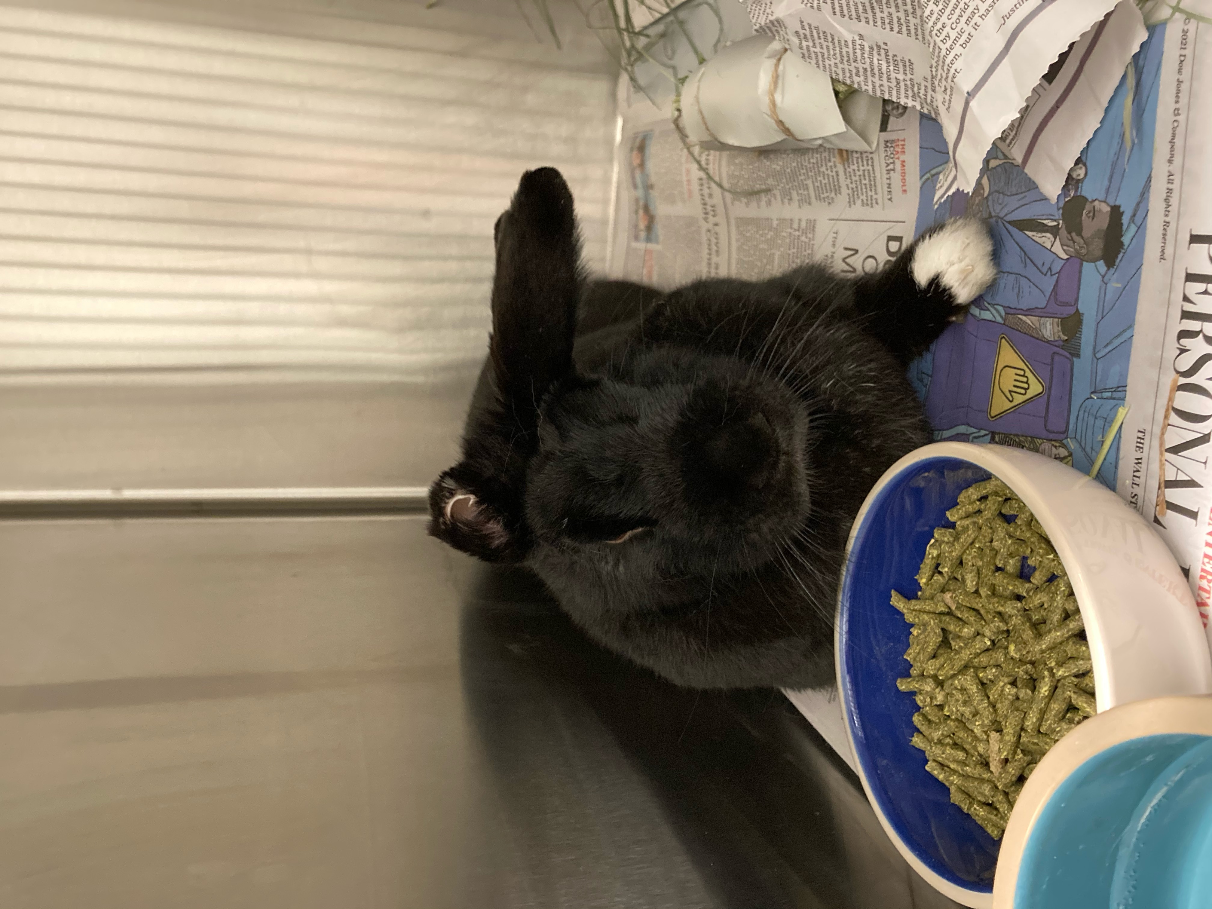 Large scale rescue carried out by animal control | The Rabbit Haven