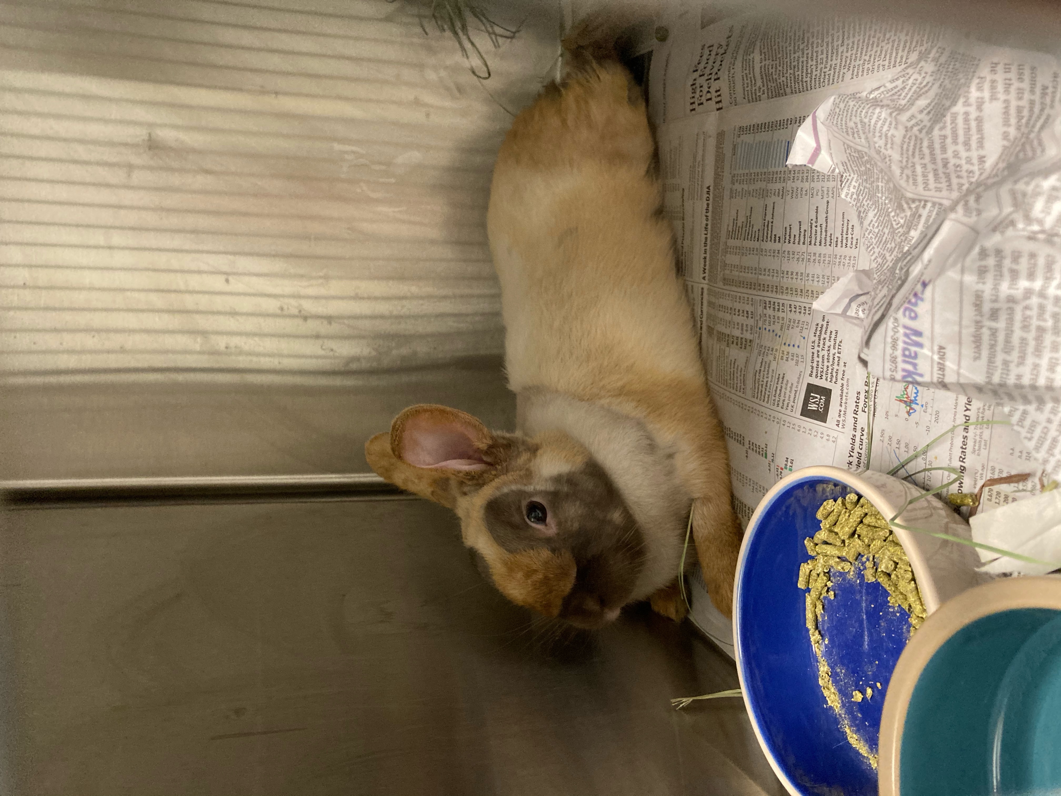 Large scale rescue carried out by animal control | The Rabbit Haven