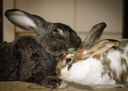 Bonding new bunny buddies