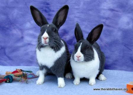 Bonding Finding A Friend For Your Rabbit The Rabbit Haven