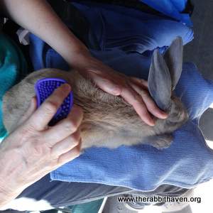 Rabbit grooming best sale