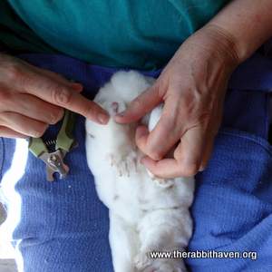 How To Get Mats Out of Rabbit Fur 