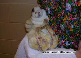 Treating Sore Hocks In Your Companion Rabbit Rabbits Foot Bunny Cages Rabbit Cages