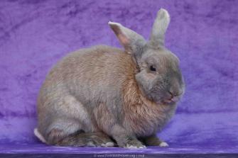 Fostering rabbits best sale near me