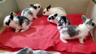 Please help Maja and her babies | The Rabbit Haven